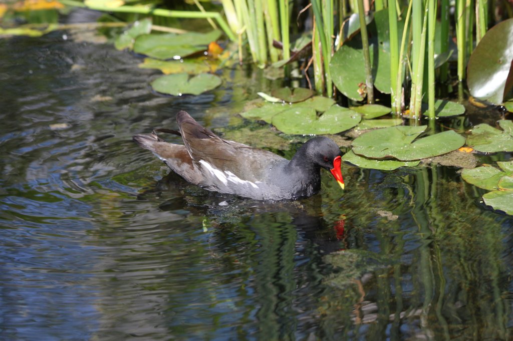IMG_0835.JPG -  Moorhen  ( Teichhuhn )