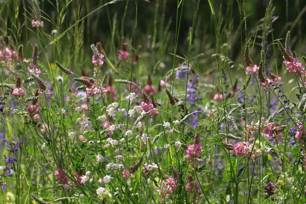 IMG_0849.JPG - Sommerwiese