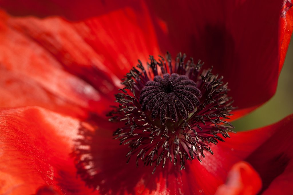 IMG_0864_c.jpg -  Poppy  ( Mohn )