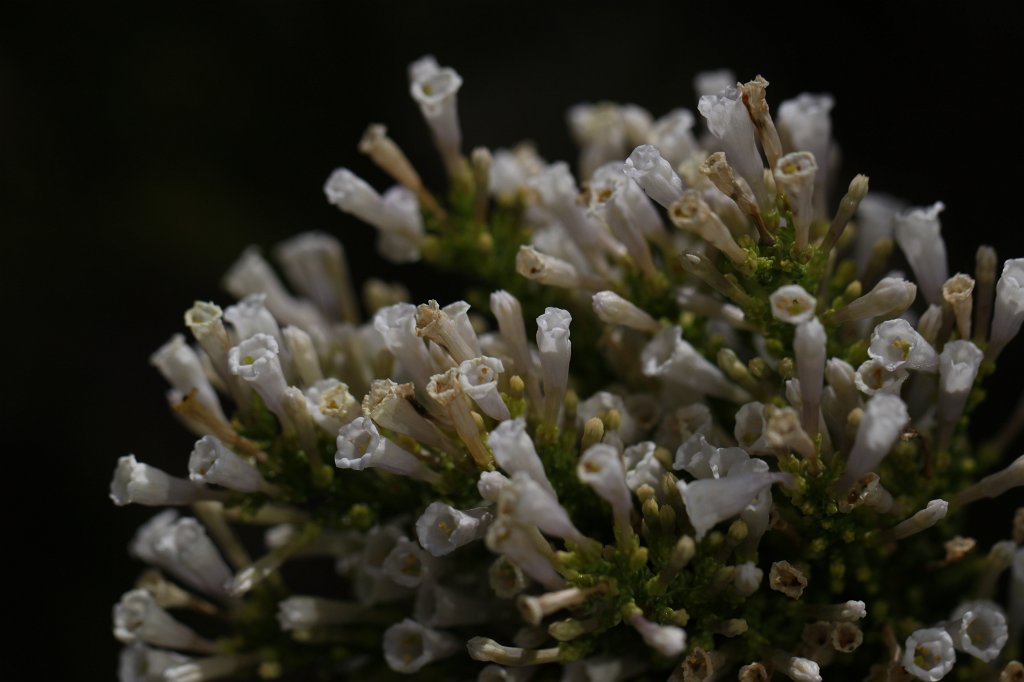 IMG_0868.JPG -  Fabiana imbricata 