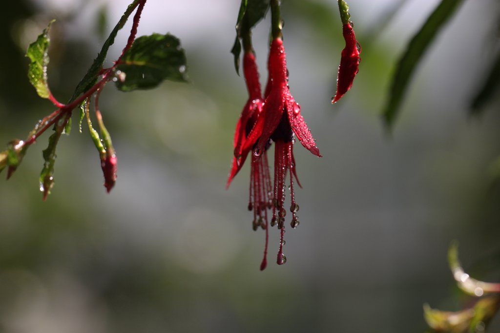 IMG_0874.JPG -  Fuchsia  ( Fuchsien )