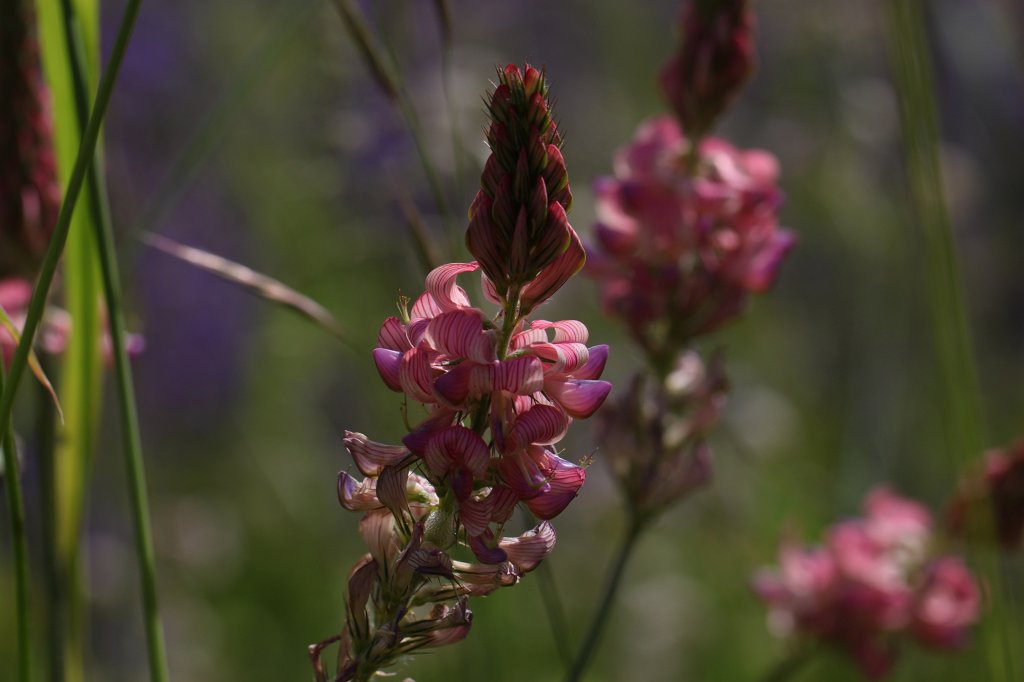 IMG_0884.JPG -  Onobrychis  ( Esparsetten )