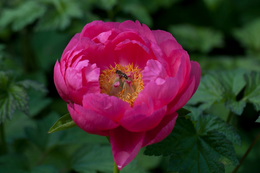 IMG_0923_c.jpg -  Peony  ( Pfingstrose )