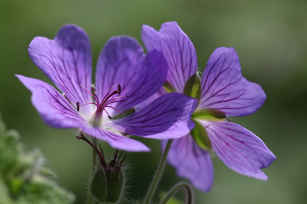 IMG_0927.JPG -  Geranium  ( Storchschnabel )