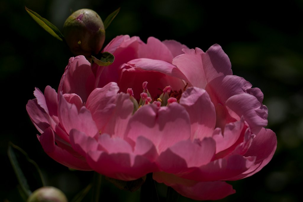 IMG_0928_c.jpg -  Peony  ( Pfingstrose )