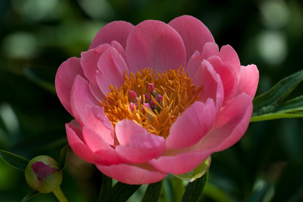 IMG_0930_c.jpg -  Peony  ( Pfingstrose )