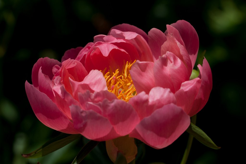 IMG_0934_c.jpg -  Peony  ( Pfingstrose )