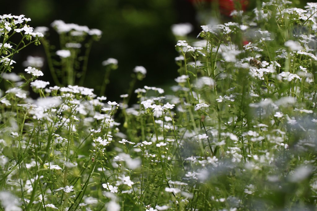 IMG_0935.JPG - Sommerwiese