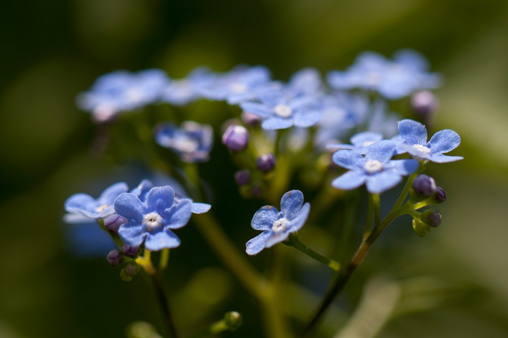 IMG_0951_c.jpg -  Forget-me-not  ( Vergissmeinnicht )