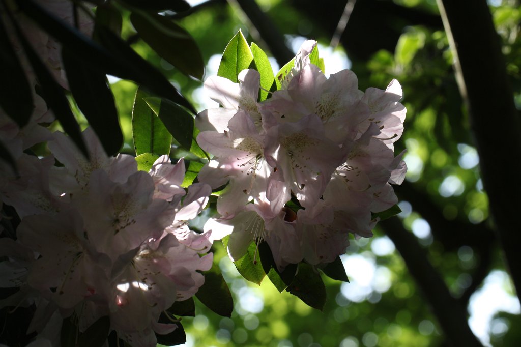 IMG_0998.JPG -  Rhododendron  ( Rhododendron )