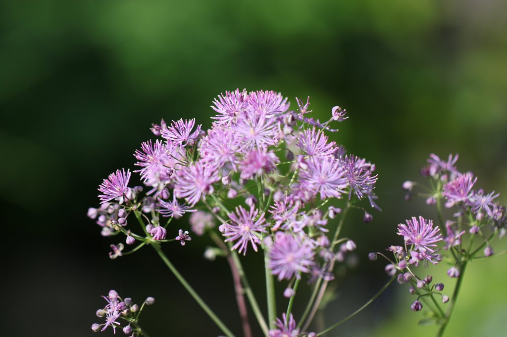 IMG_1023.JPG - Flower in the  Palmengarten   Frankfurt 
