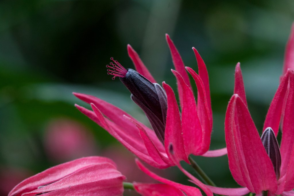 IMG_1052_c.jpg -  Pavonia multiflora 
