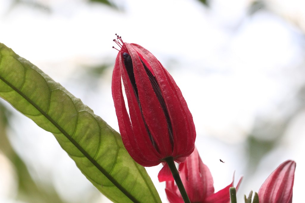 IMG_1055.JPG -  Pavonia multiflora 