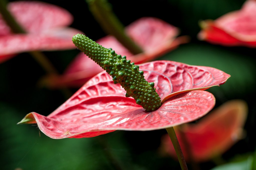 IMG_1061_c.jpg -  Flamingo flower  ( Flamingoblume )
