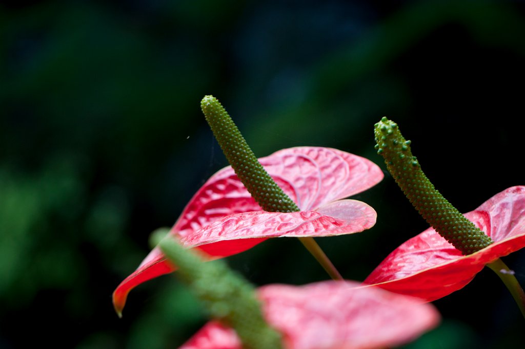 IMG_1065_c.jpg -  Flamingo flower  ( Flamingoblume )