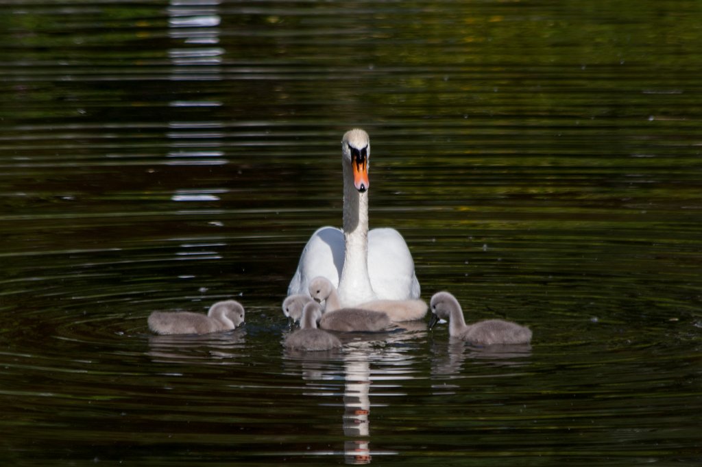IMG_1076_c.jpg -  Swan  family ( Schwan enfamilie)