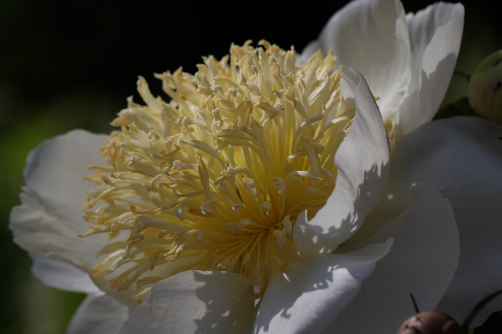 IMG_1097.JPG -  Peony  ( Pfingstrose )