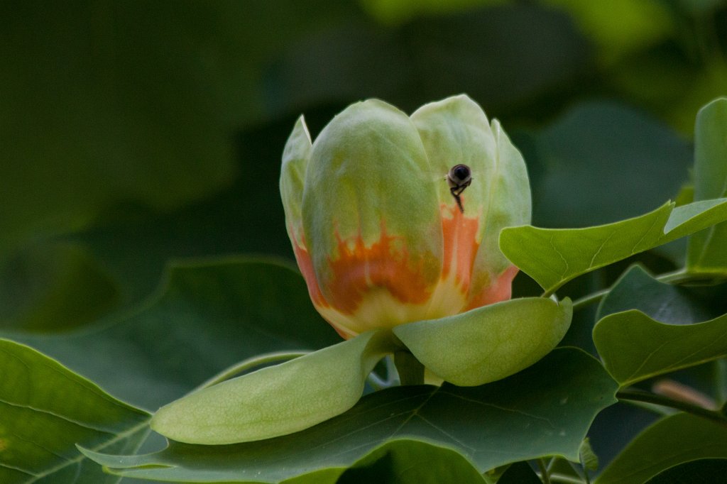 IMG_1104_c.jpg -  Tulip tree  flower ( Tulpenbaum blüte)