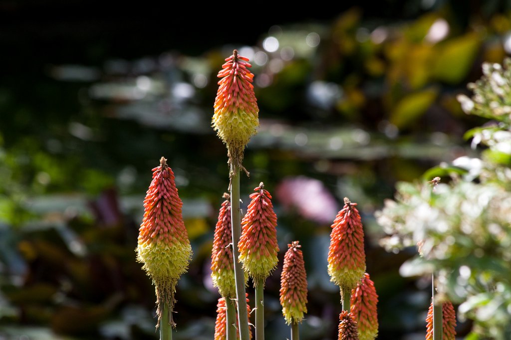 IMG_1107_c.jpg -  Kniphofia  ( Fackellilie )