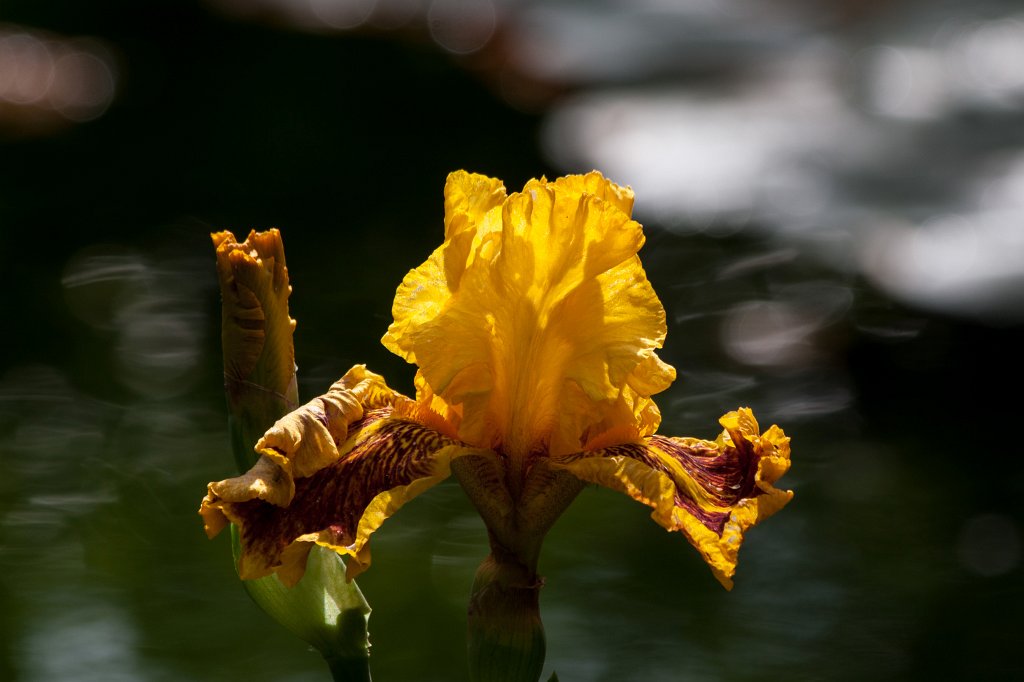 IMG_1109_c.jpg -  Iris  ( Schwertlilie )