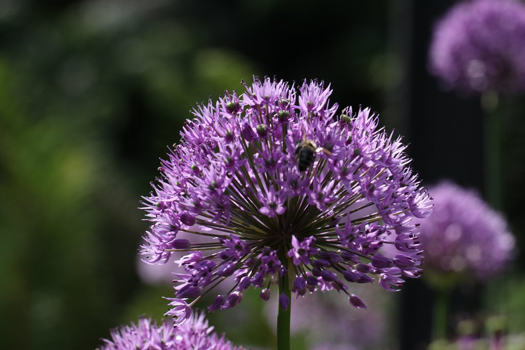 IMG_1110.JPG -  Allium  ( Lauch )