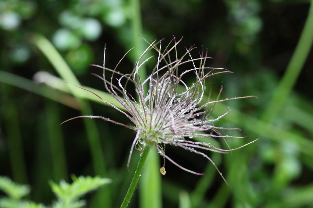 IMG_1117.JPG -  Pulsatilla  ( Kuhschelle )