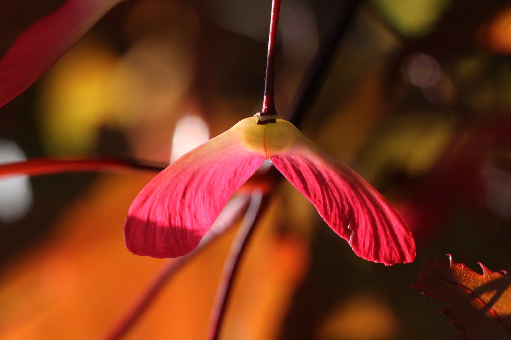 IMG_1151.JPG -  Samara  of a red  japanese maple  ( Samara  eines roten  Fächerahorn )