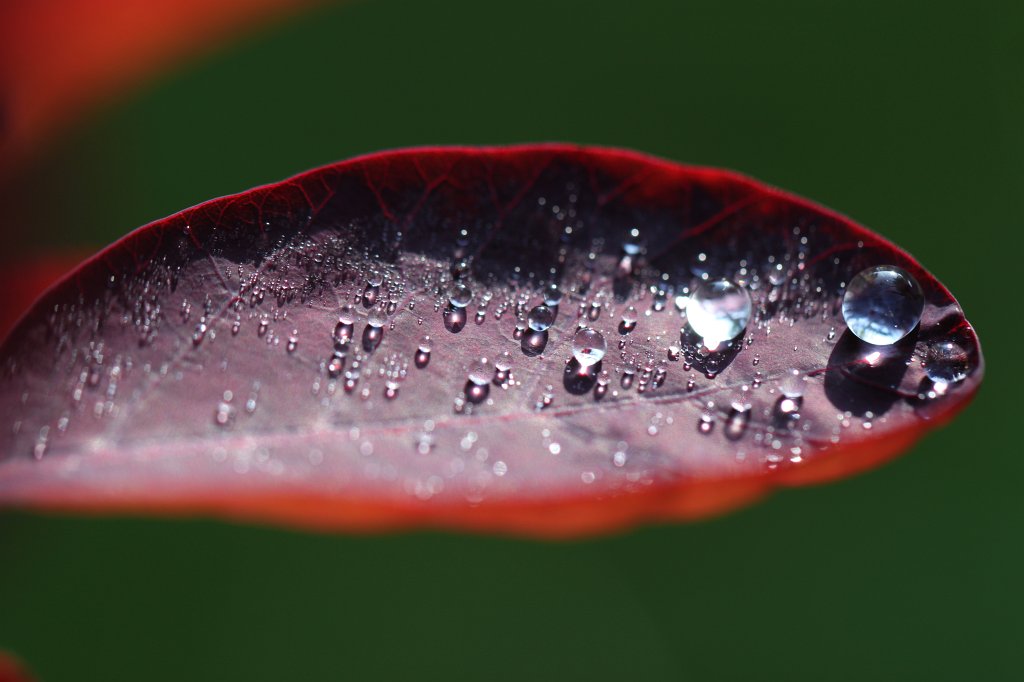 IMG_1161.JPG - Droplets