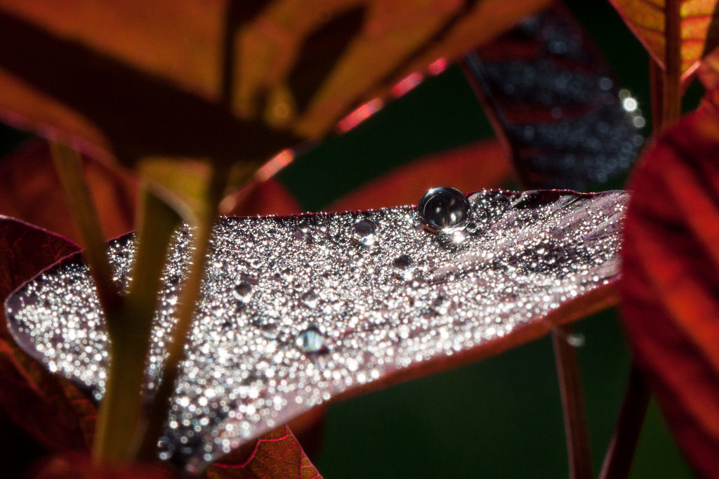 IMG_1165_c.jpg - Droplets