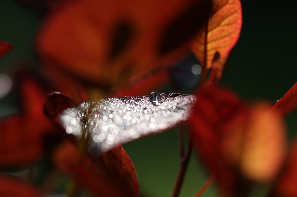 IMG_1166.JPG - Droplets