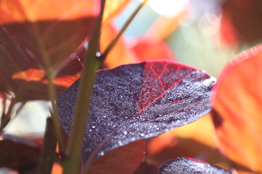 IMG_1171.JPG - Red leaves