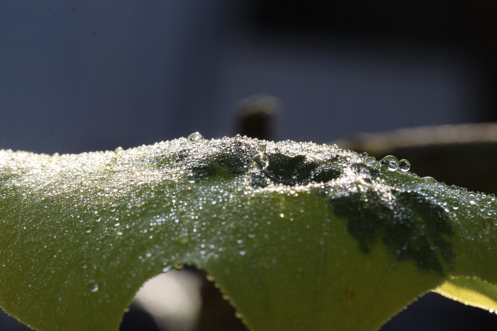 IMG_1177.JPG - Droplets