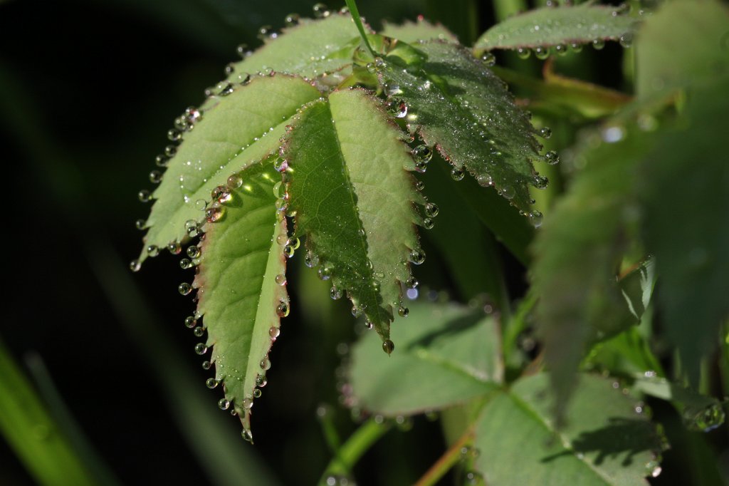 IMG_1190.JPG - Droplets