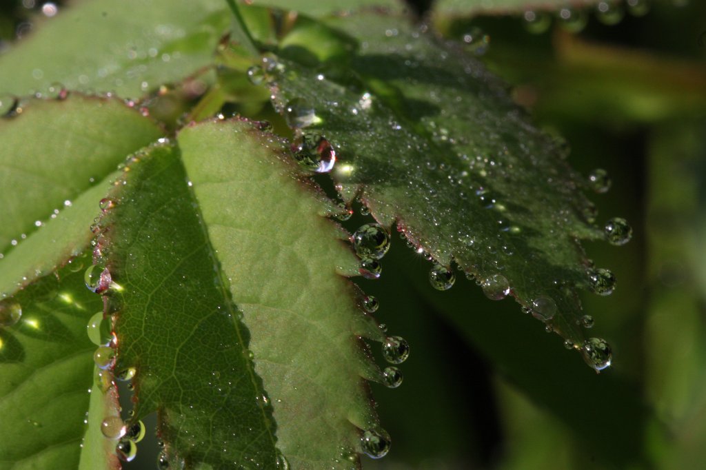 IMG_1192.JPG - Droplets