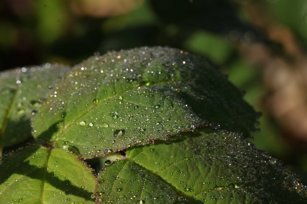IMG_1194.JPG - Droplets