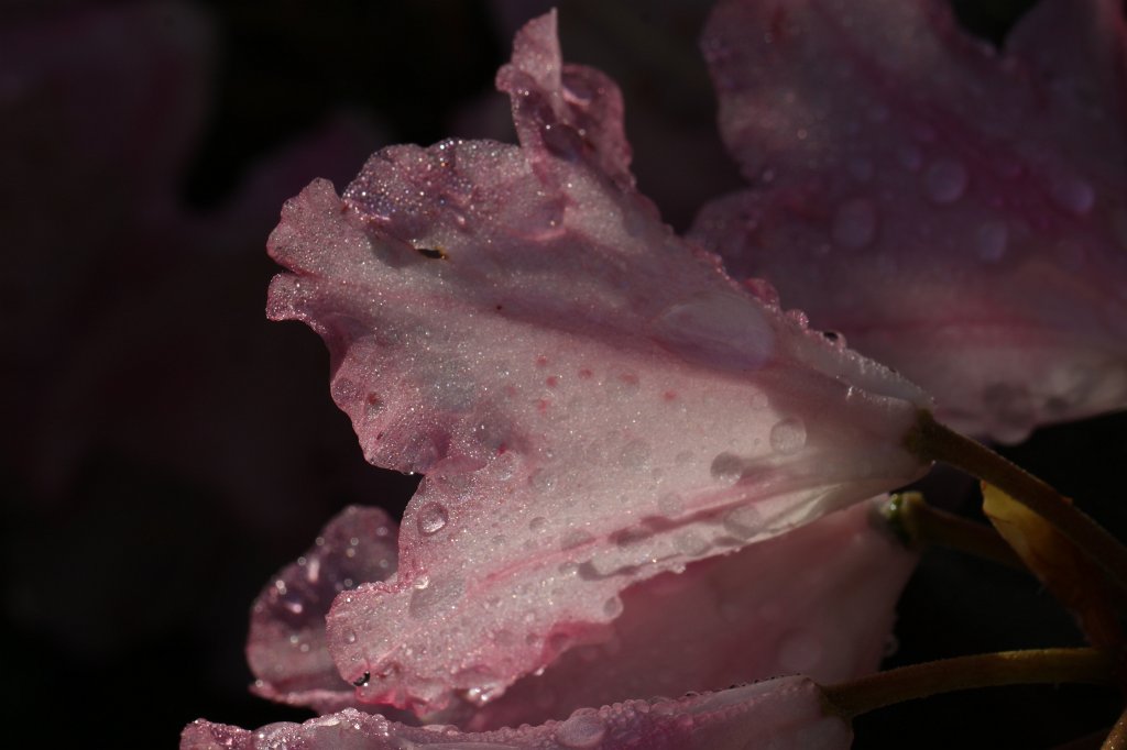 IMG_1201.JPG -  Rhododendron  ( Rhododendron )