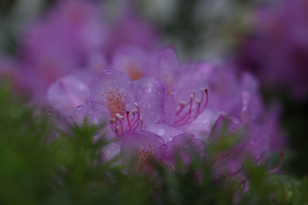 IMG_1244.JPG -  Rhododendron  ( Rhododendron )