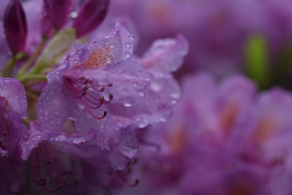 IMG_1246.JPG -  Rhododendron  ( Rhododendron )