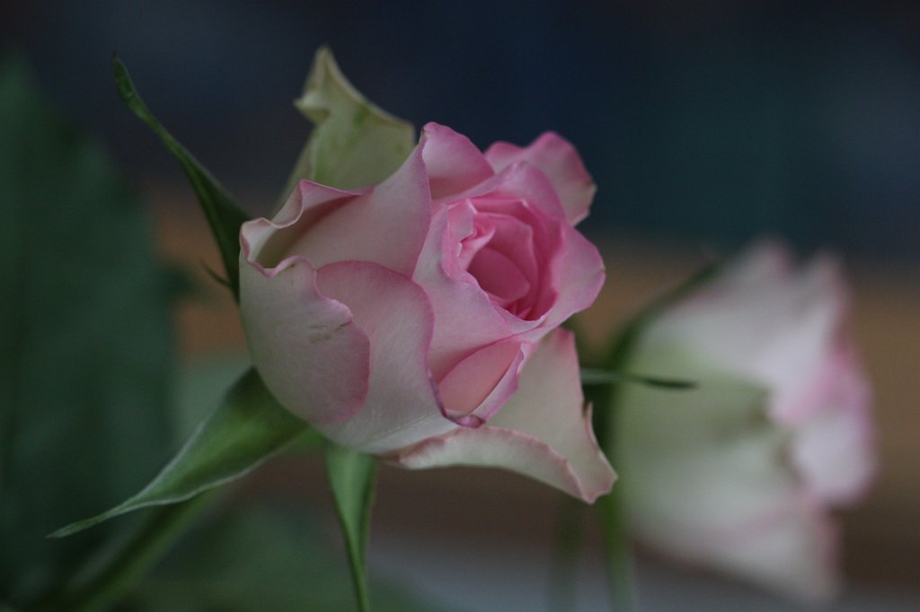 IMG_1258.JPG -  Rose 