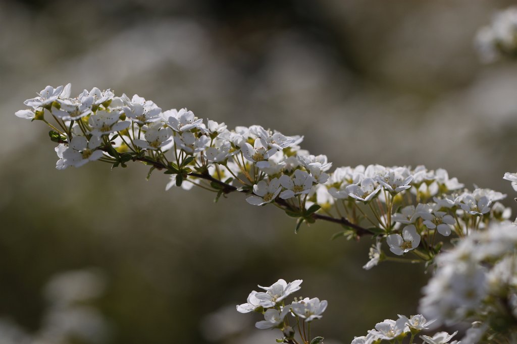 IMG_8986.JPG - Blossoms