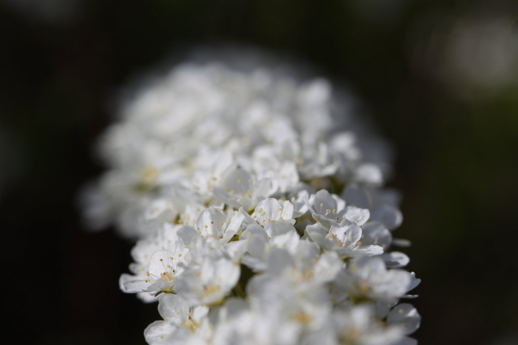 IMG_8987.JPG - Blossoms