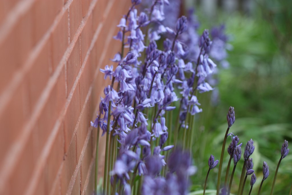 IMG_9041.JPG - Garten