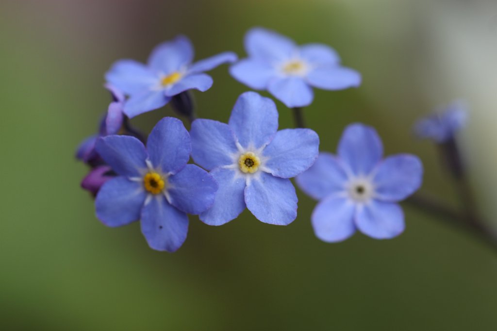 IMG_9042.JPG -  Forget me not  ( Vergissmeinnicht )