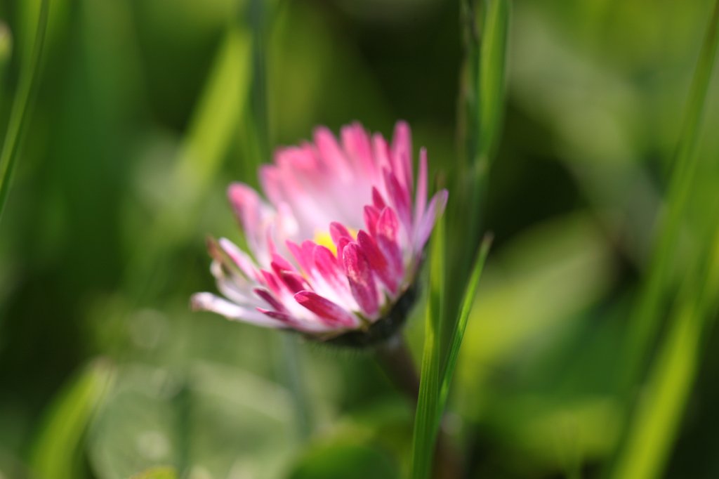 IMG_9131.JPG -  Daisy  ( Gänseblümchen )
