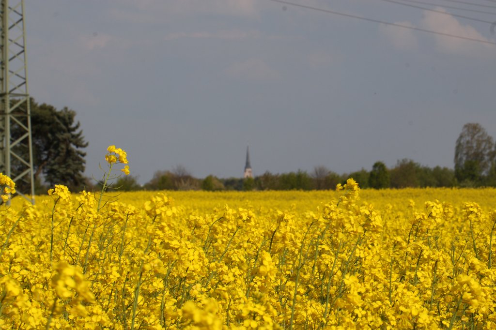 IMG_9136.JPG - Rapeseed field