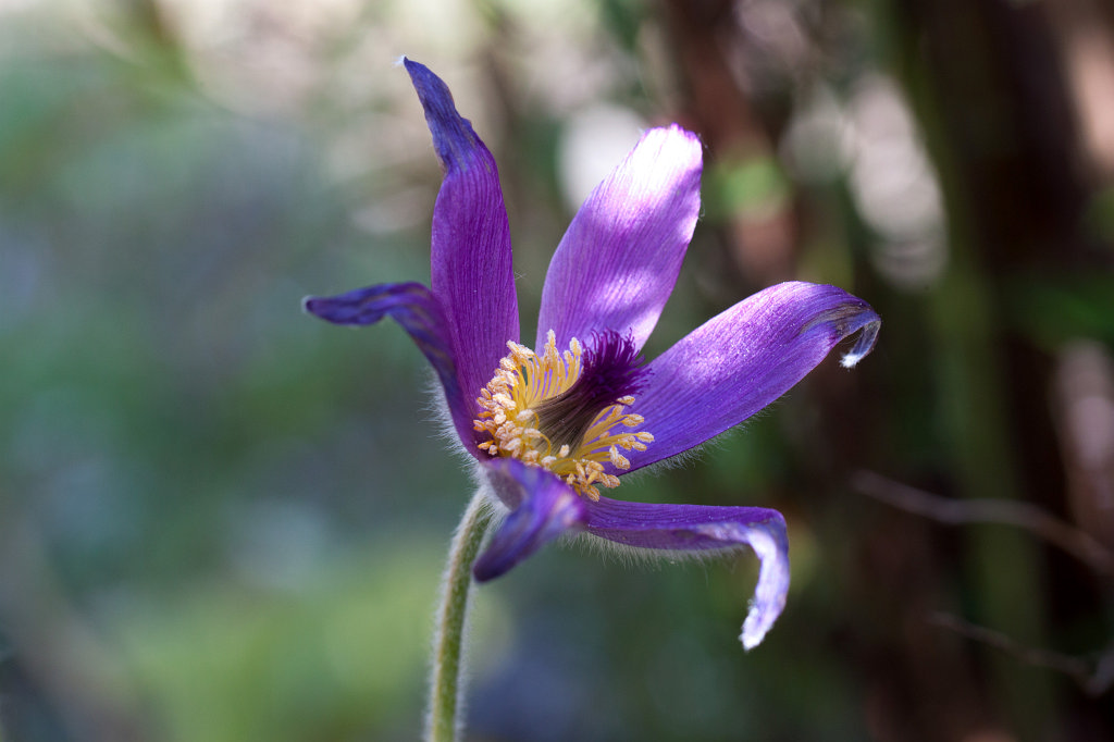 IMG_9609_c.jpg -  Pulsatilla  ( Kuhschelle )