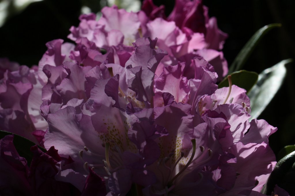 IMG_9646.JPG -  Rhododendron 