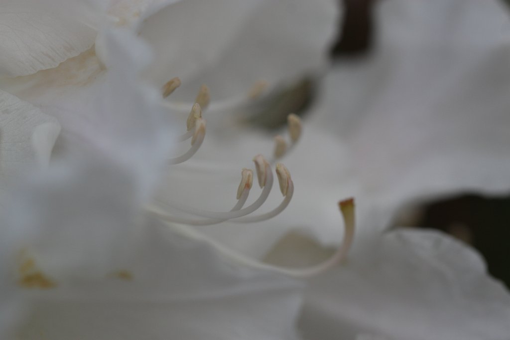 IMG_9717.JPG -  Rhododendron 