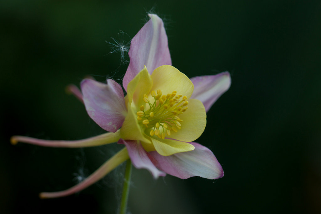 IMG_9724_c.jpg -  Columbine  ( Akelei )