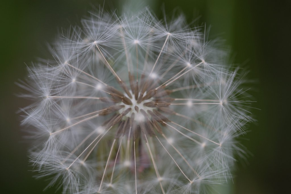 IMG_9736.JPG -  Dandelion  ( Löwenzahn )